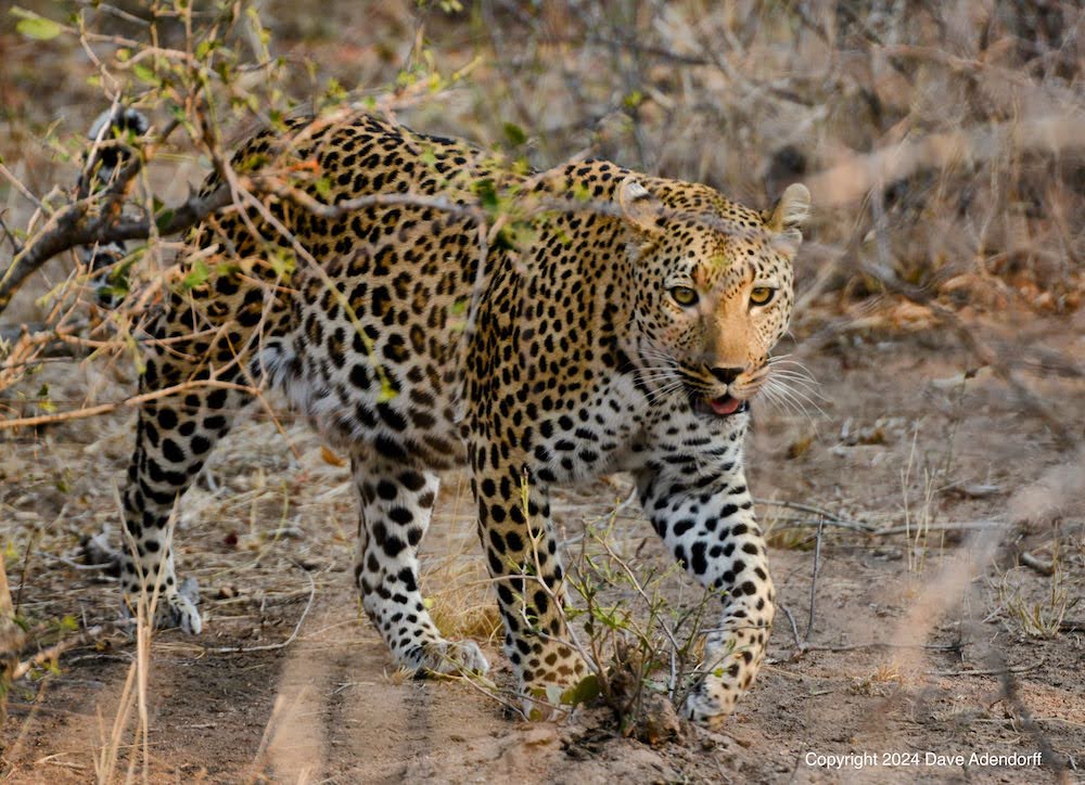 Leopard In Kruger National Park by Dave Adendorff